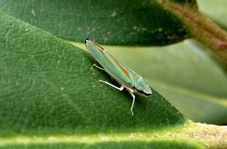 Graphocephala fennahi: accoppiamento